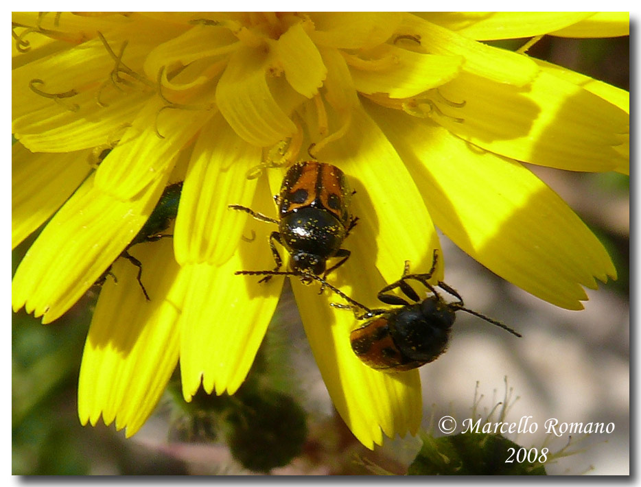 I primi Cryptocephalus del 2008: C. rugicollis (Chrysomel.)